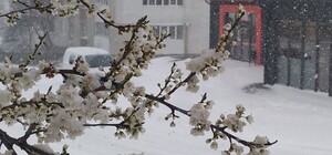 Посівний календар на лютий 2026 року: сприятливі та несприятливі дні 